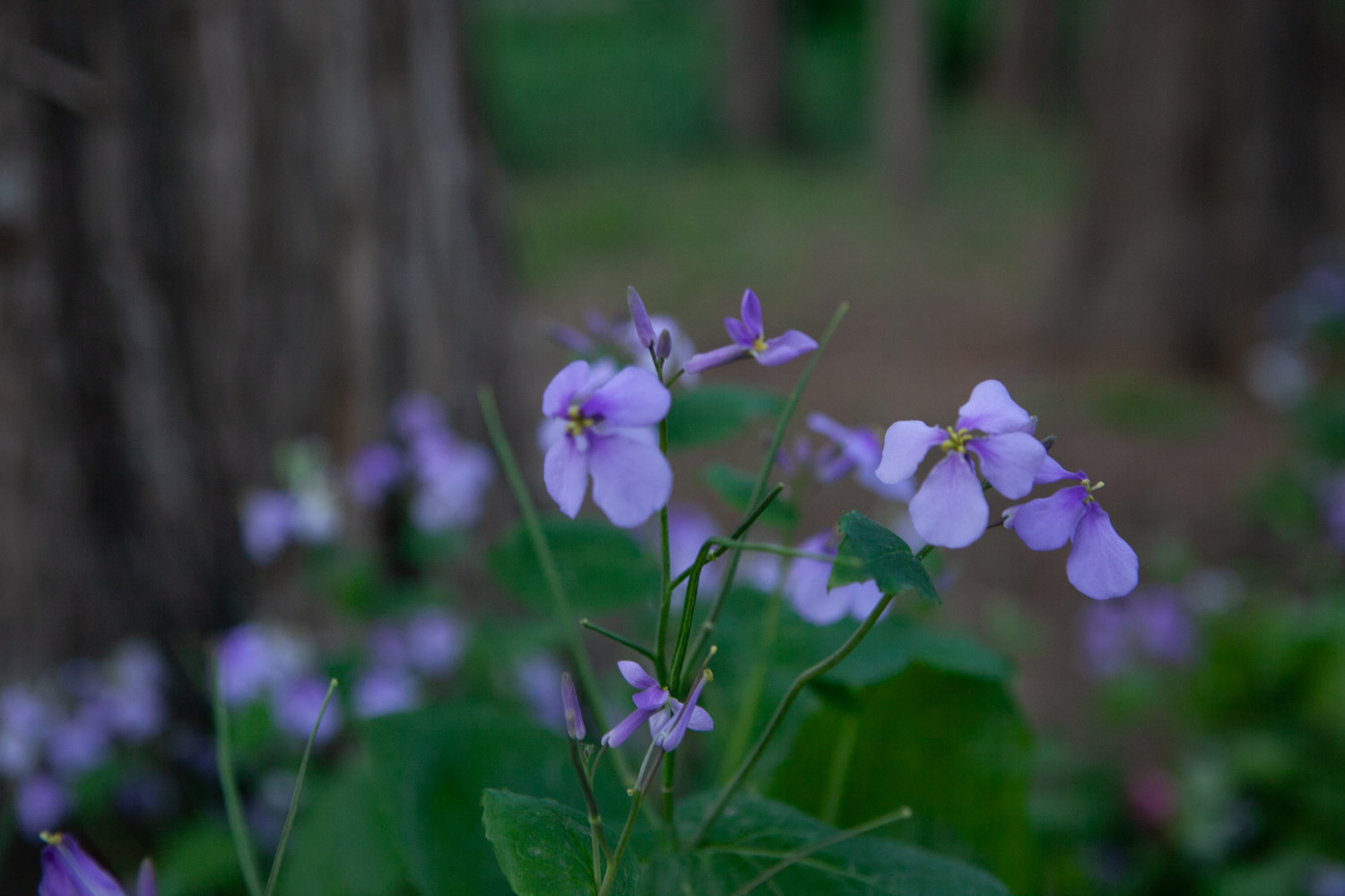 Orychophragmus violaceus