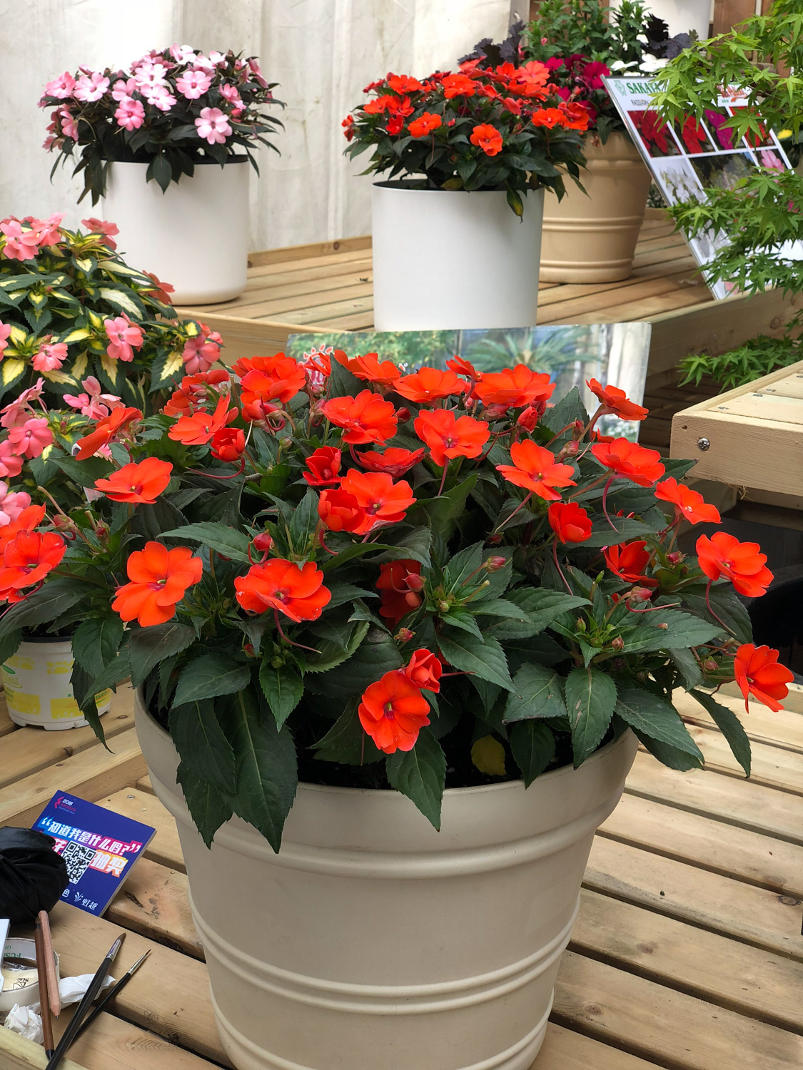 Impatiens