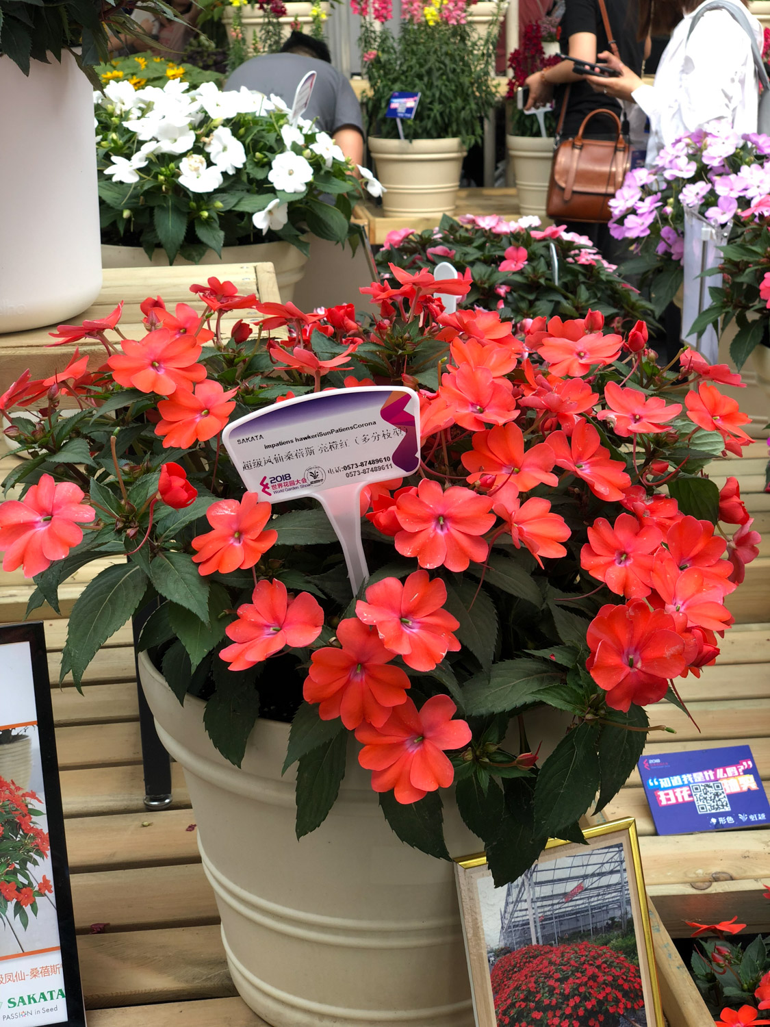 Impatiens