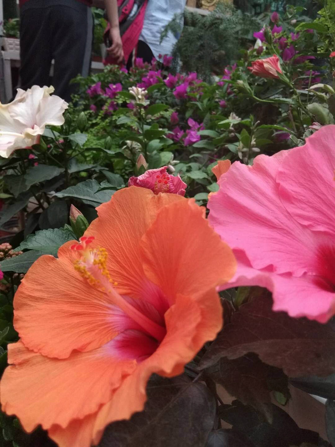 Hibiscus rosa sinensis