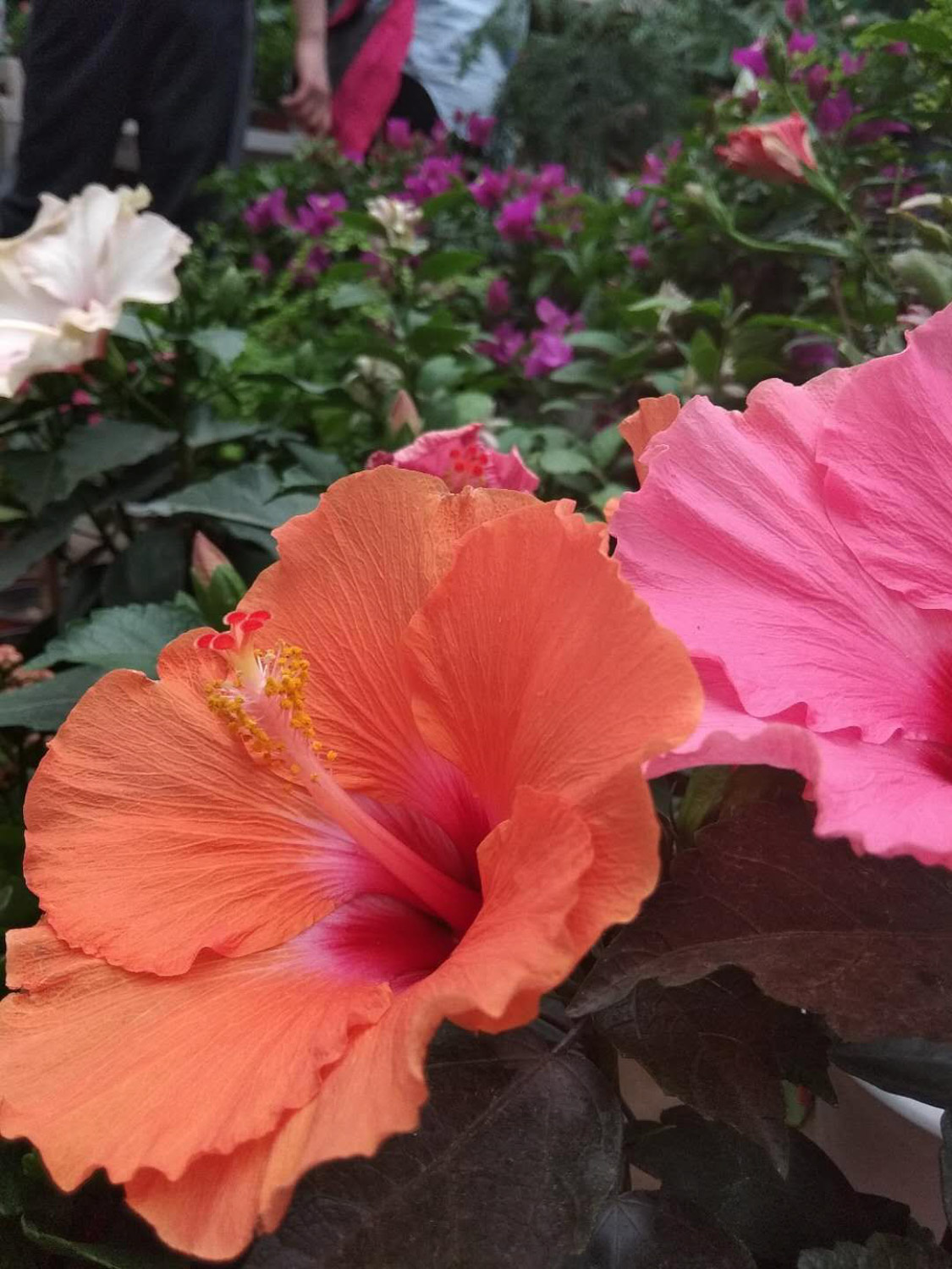 Hibiscus rosa sinensis