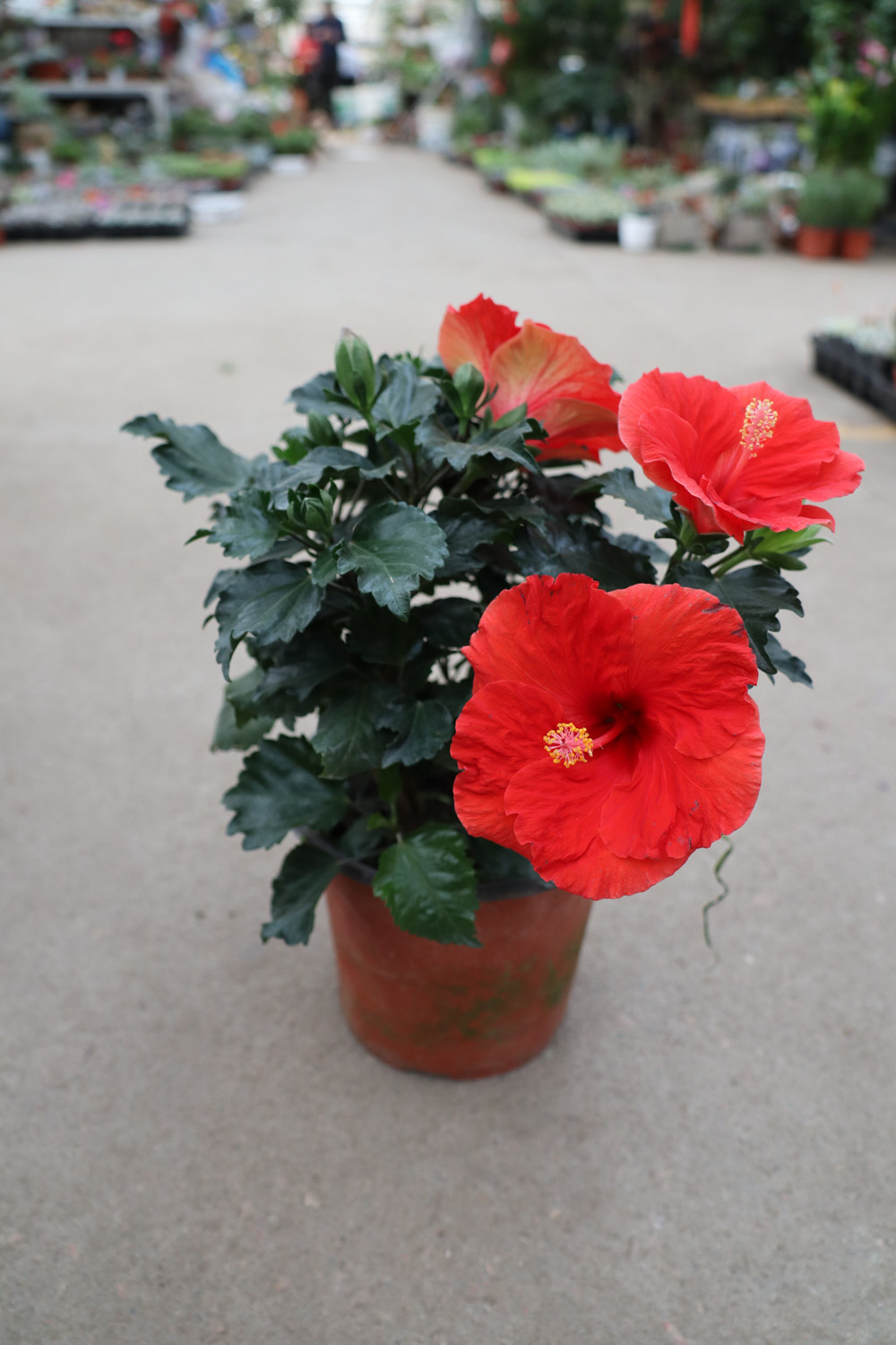 Hibiscus rosa sinensis