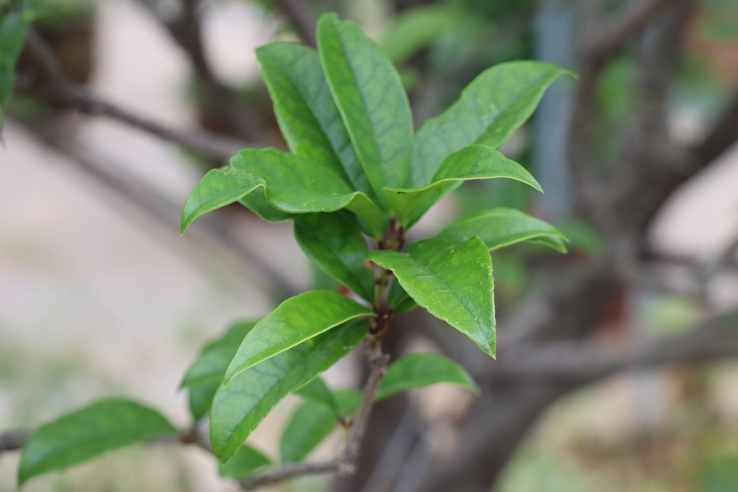 sweet-scented osmanthus