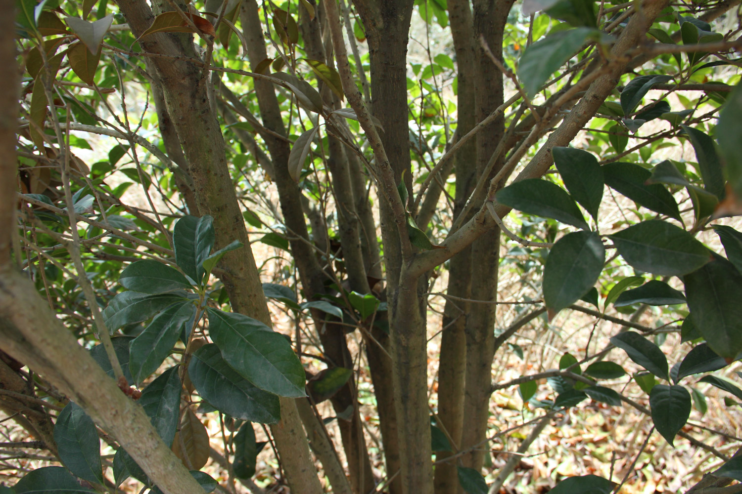 sweet-scented osmanthus