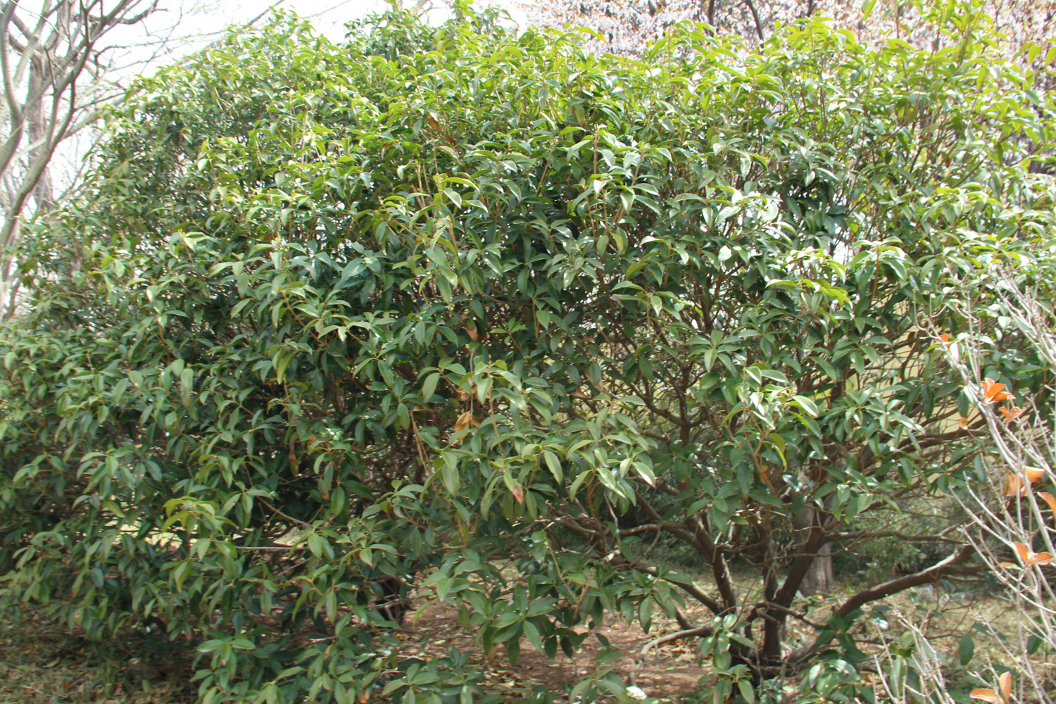 sweet-scented osmanthus