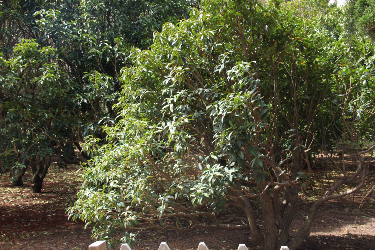 sweet-scented osmanthus