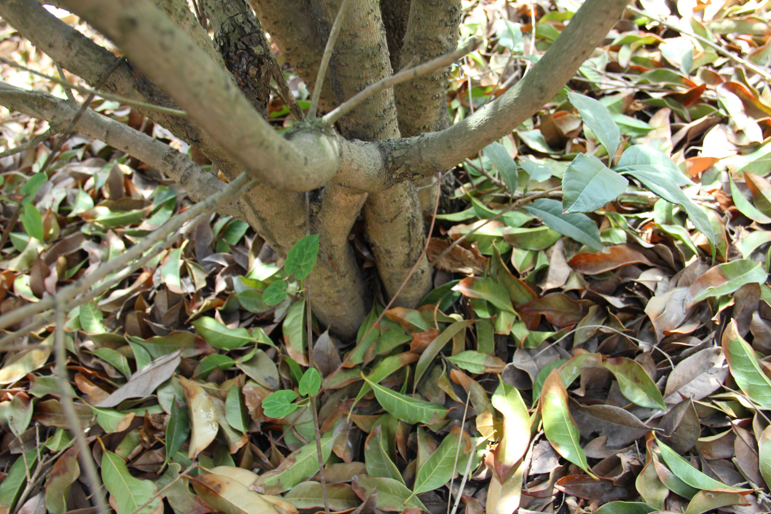 sweet-scented osmanthus