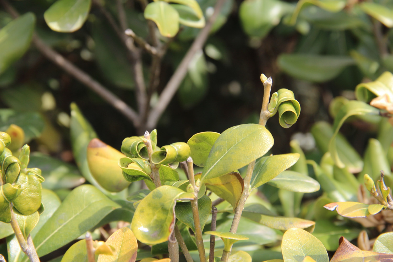 pittosporum tobira