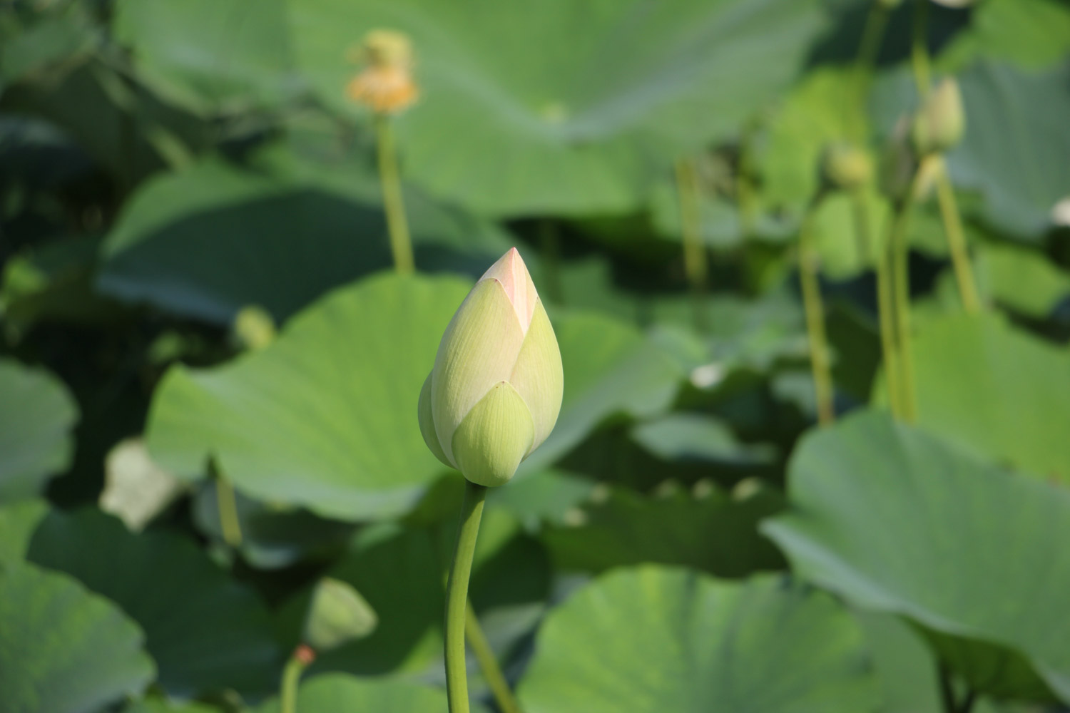 Lotus