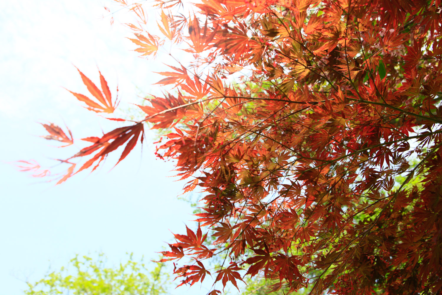 red maple