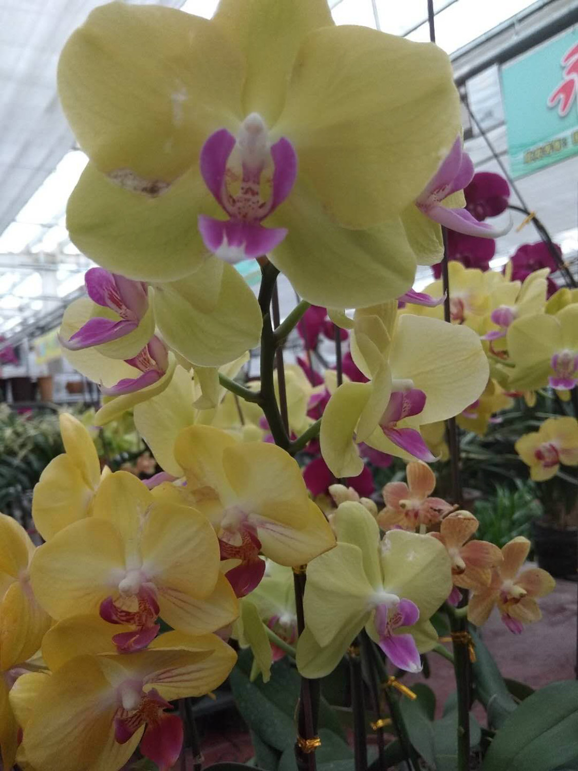 moth orchid