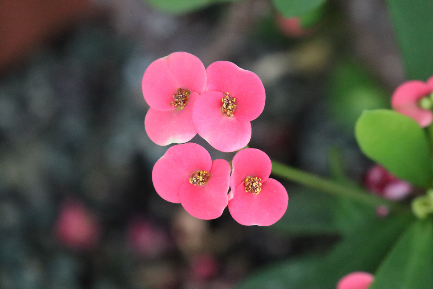 crown-of-thorns euphorbia