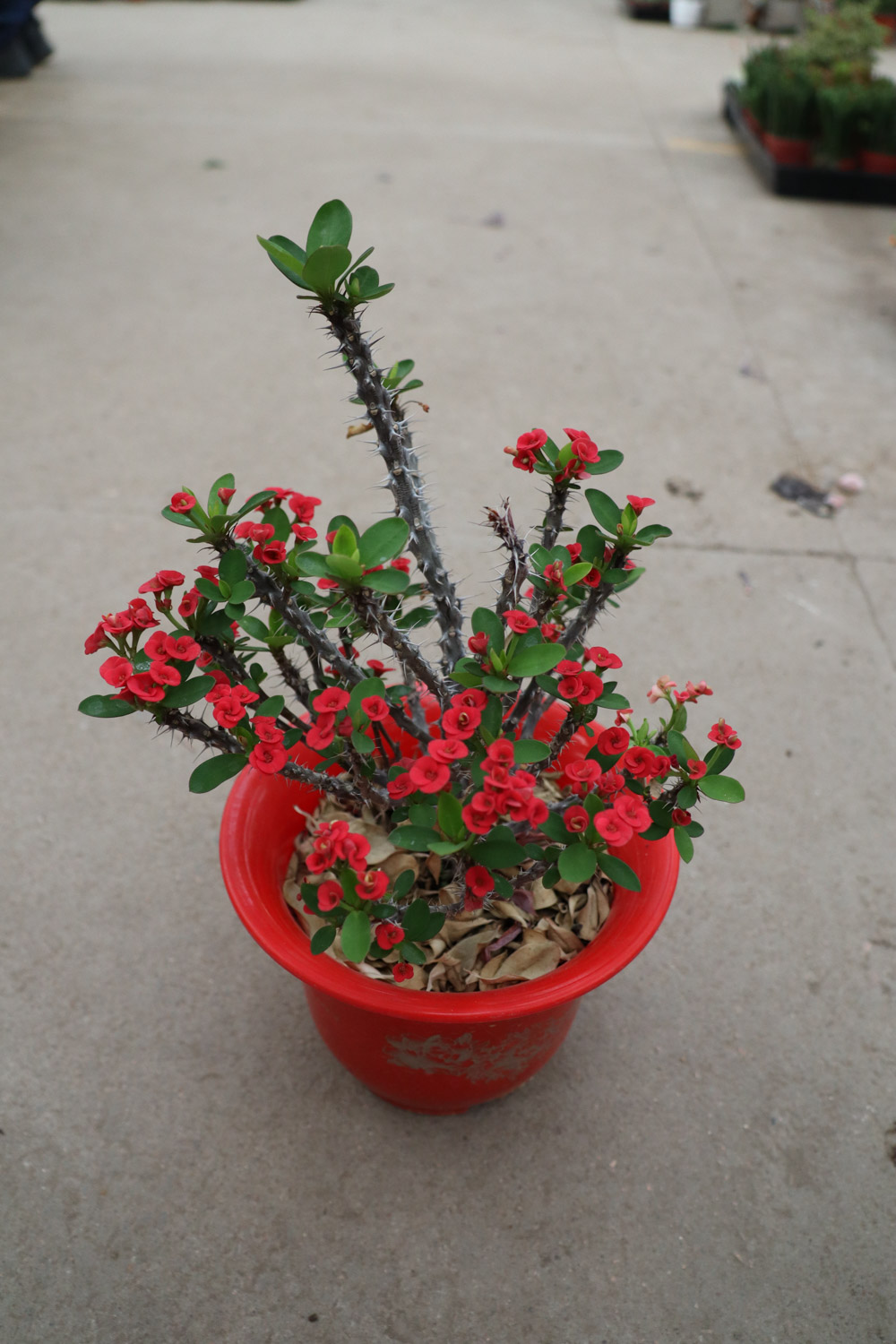 crown-of-thorns euphorbia