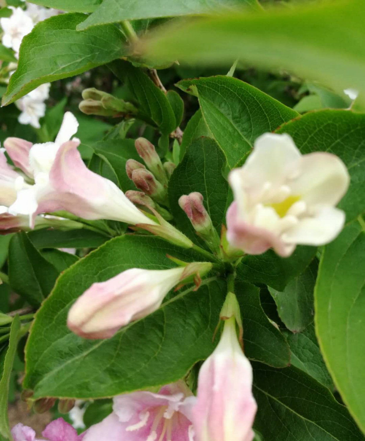 Weigela florida