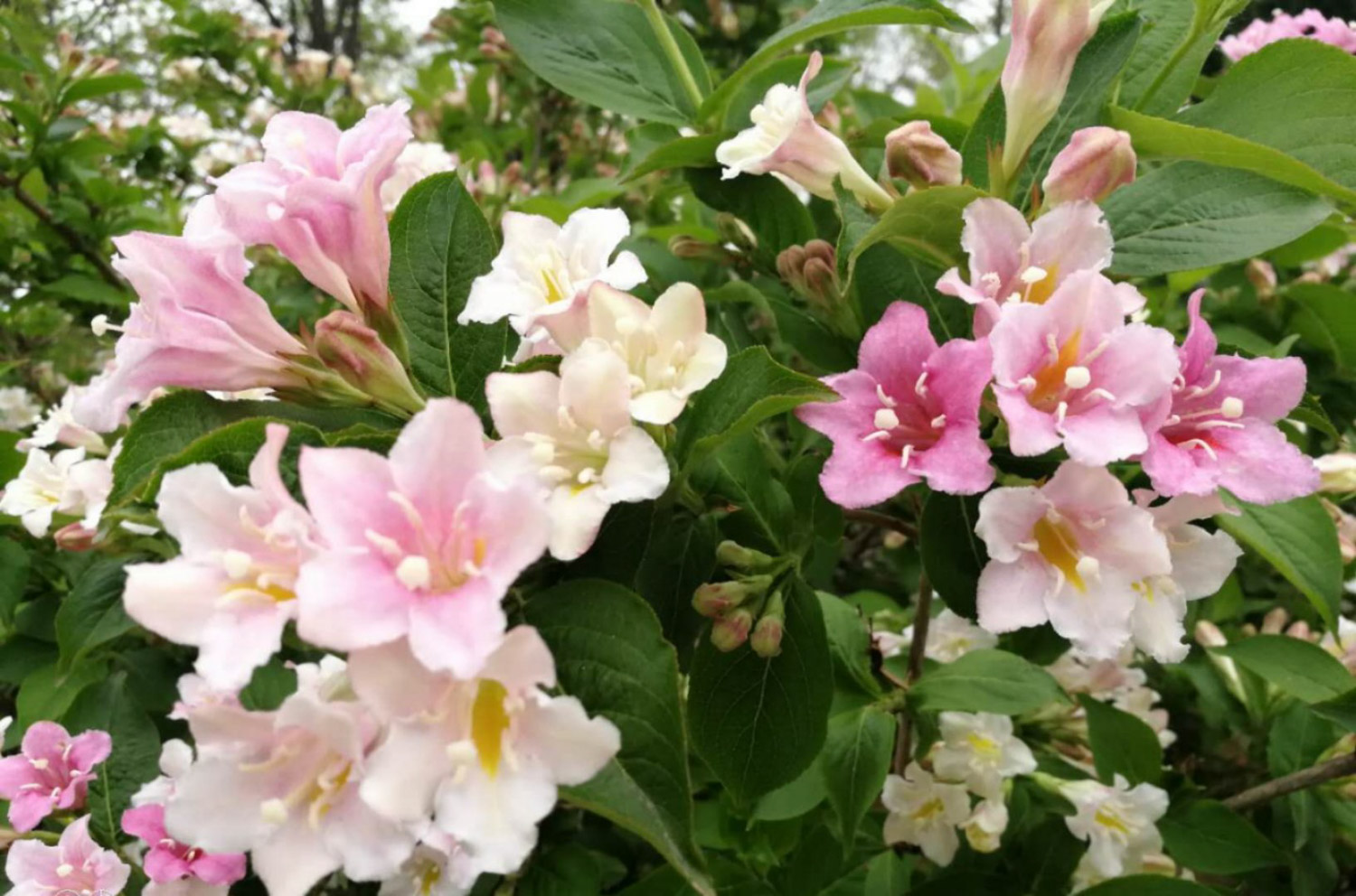 Weigela florida