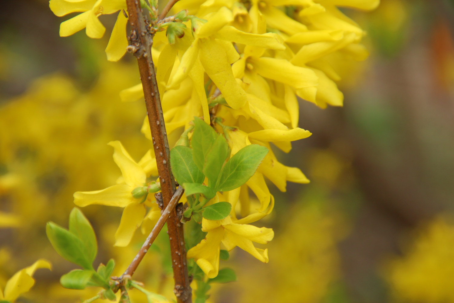 Forsythia suspensa