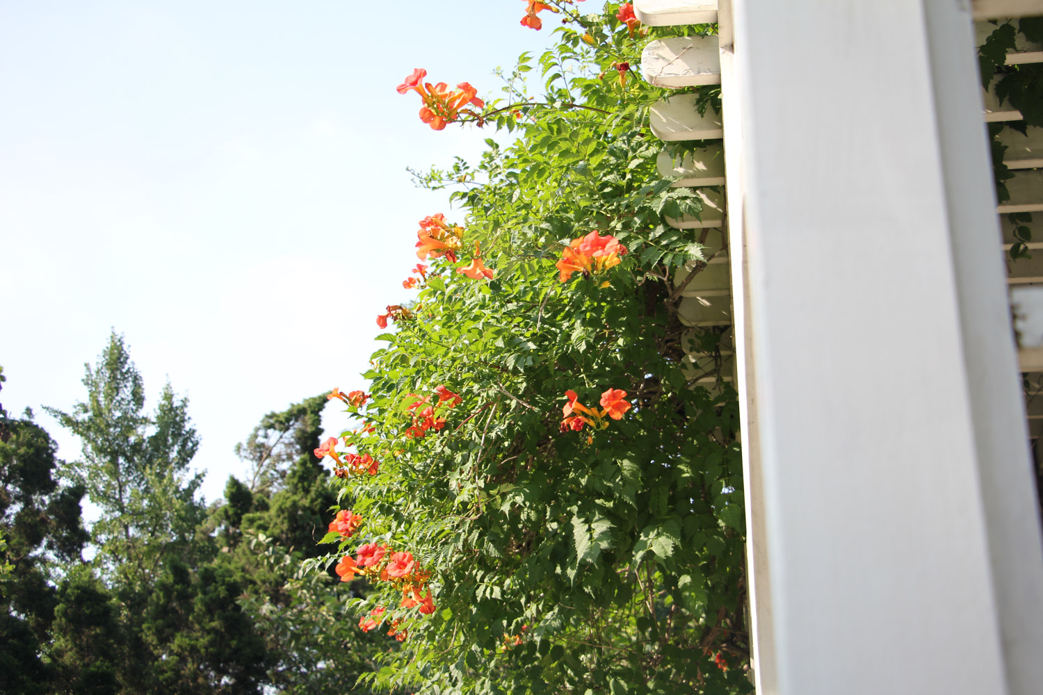 Chinese trumpet creeper