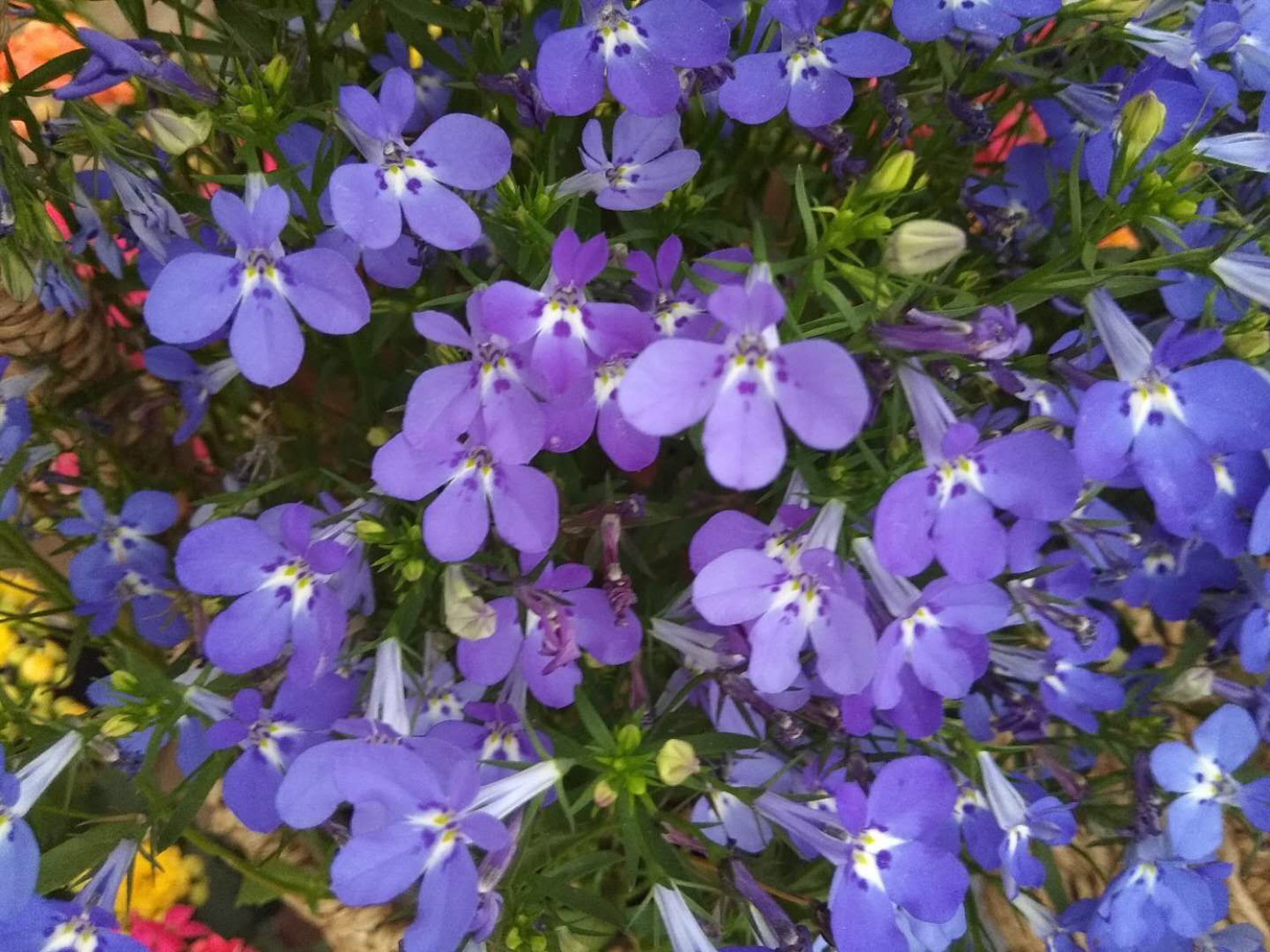 Garden Lobelia