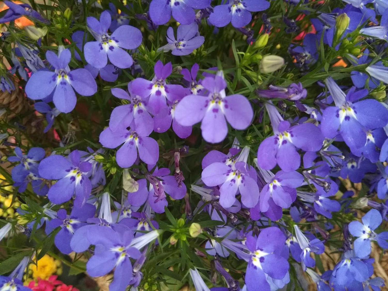 Garden Lobelia