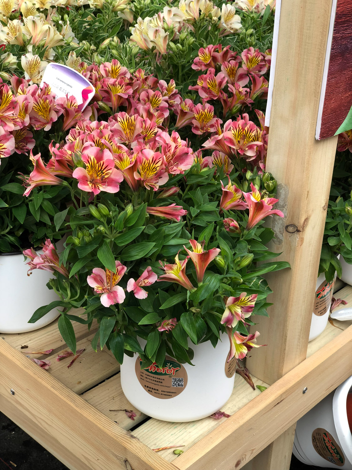 Alstroemeria