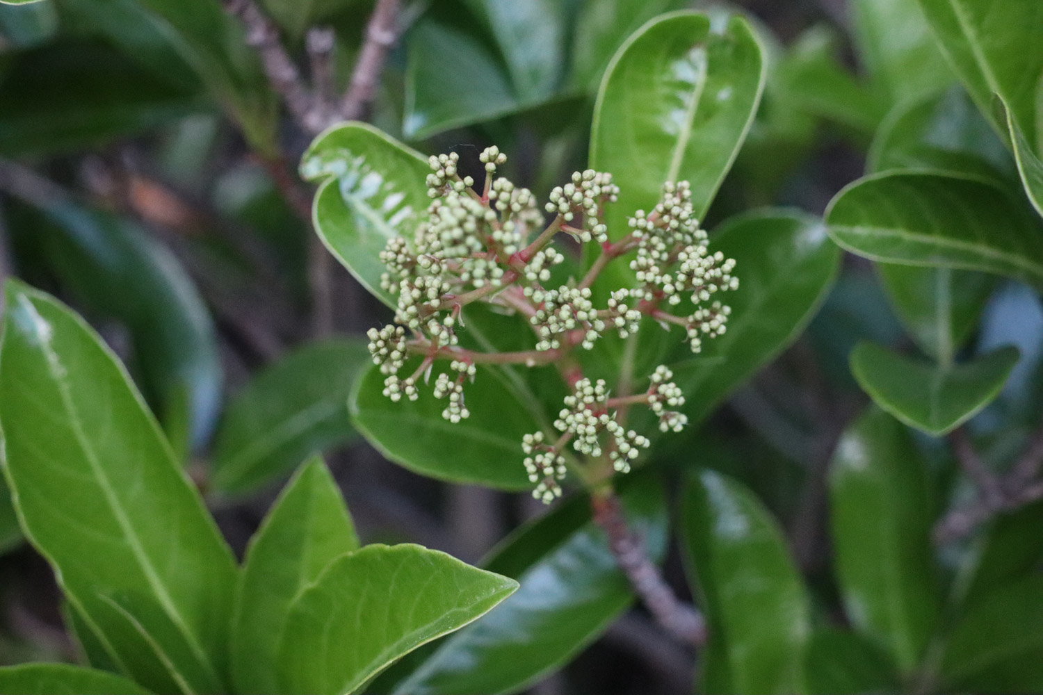 Chinese photinia