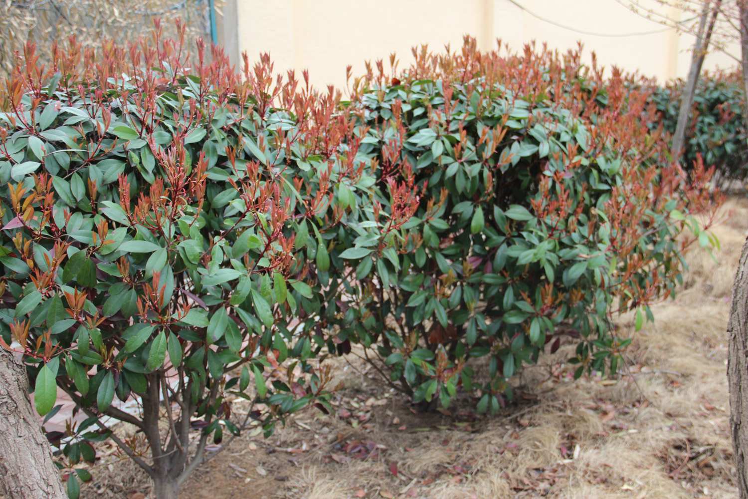 Chinese photinia