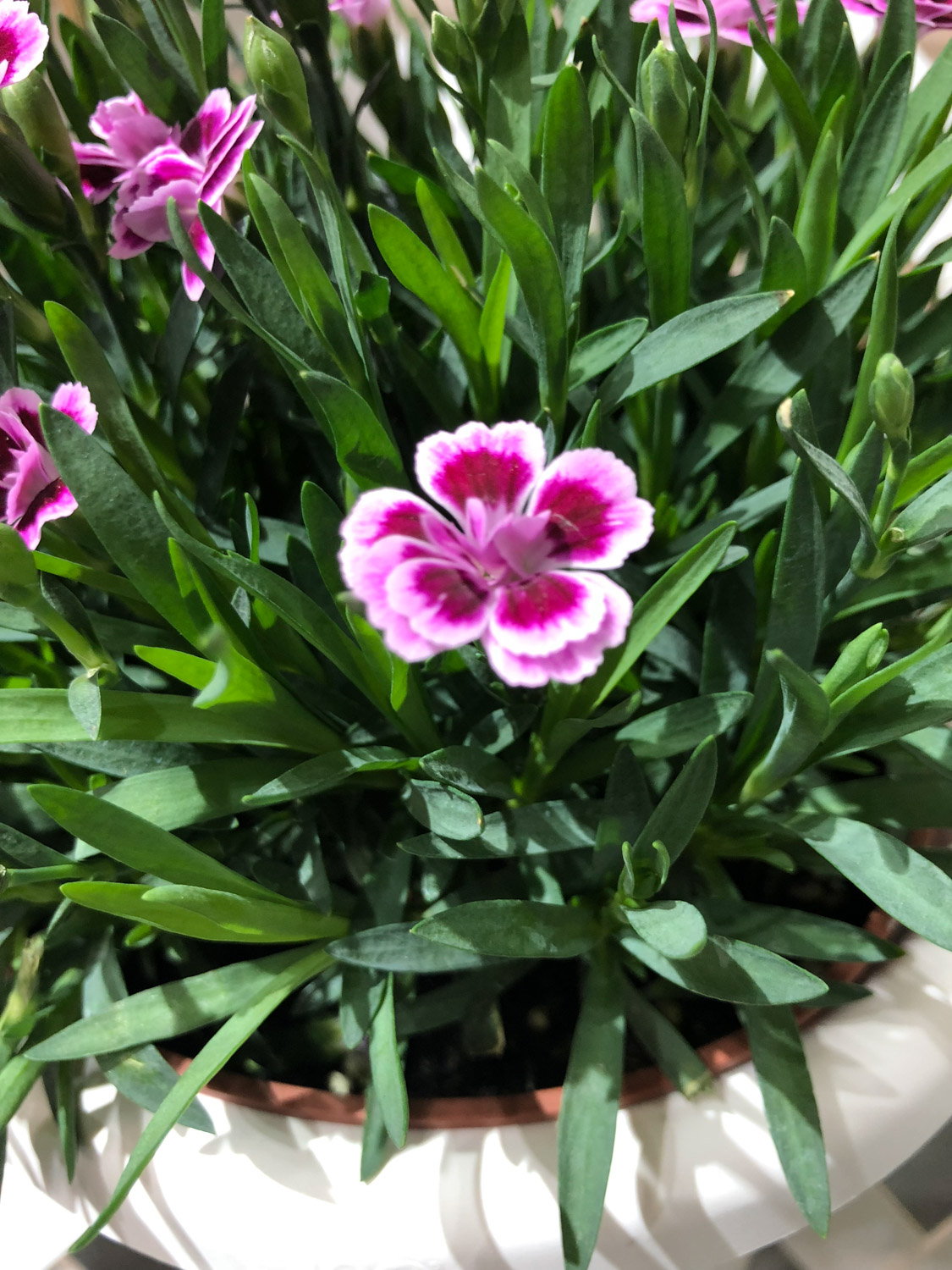 dianthus