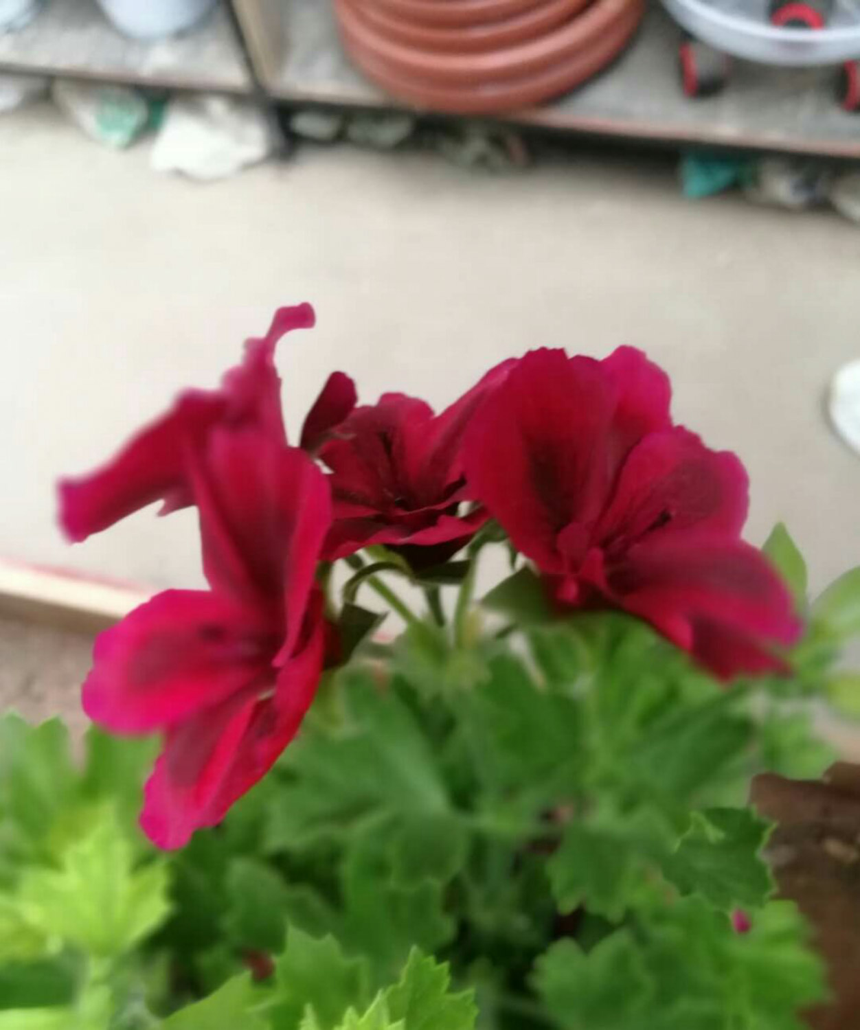 Geranium