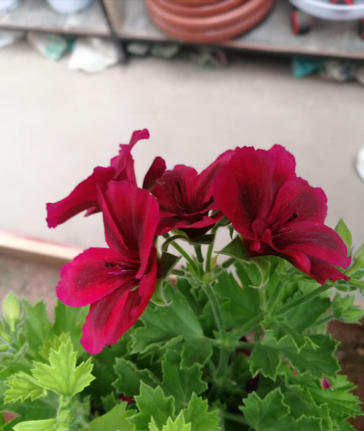 Geranium