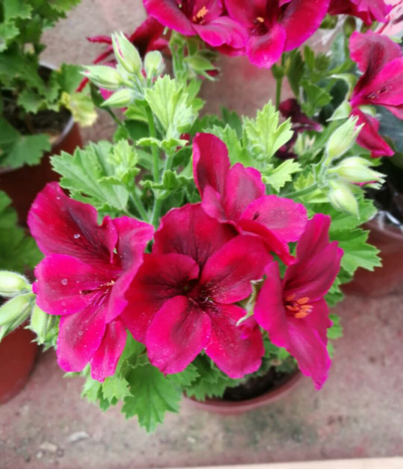 Geranium