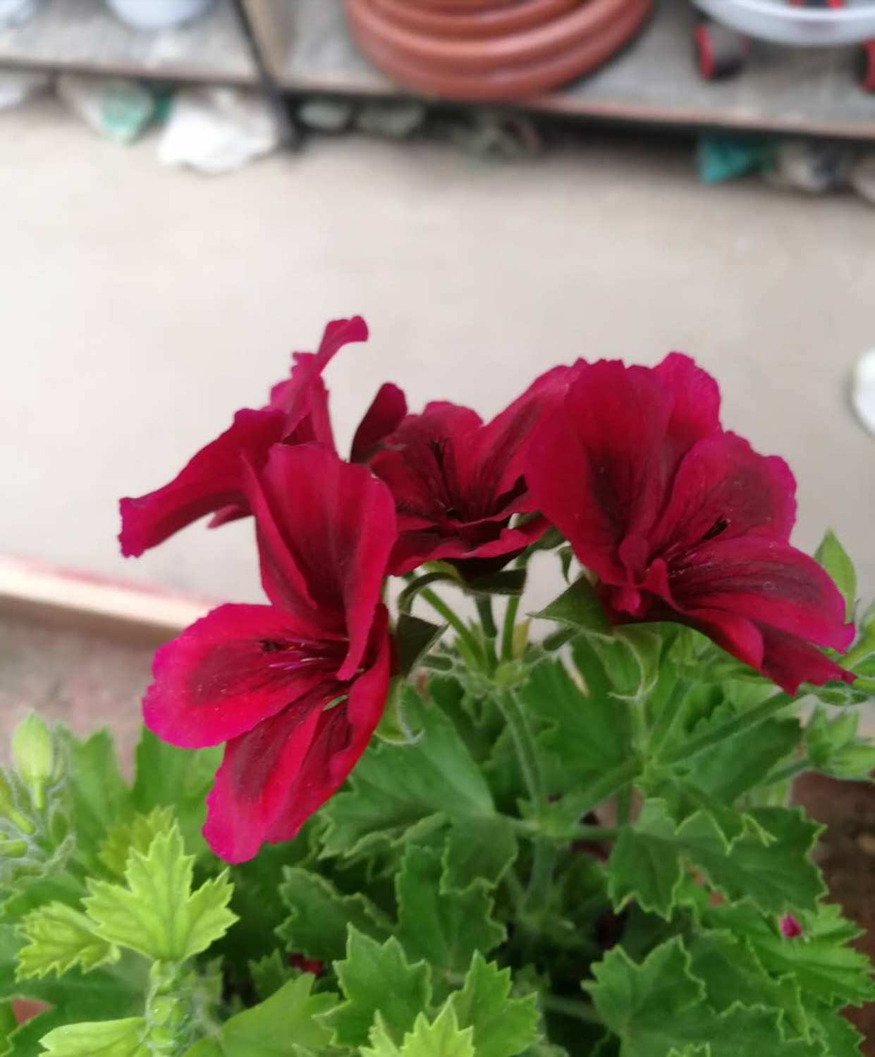 Geranium