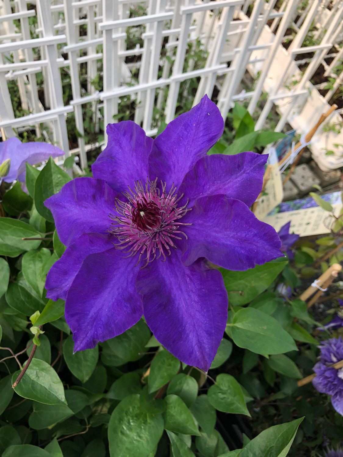 Clematis