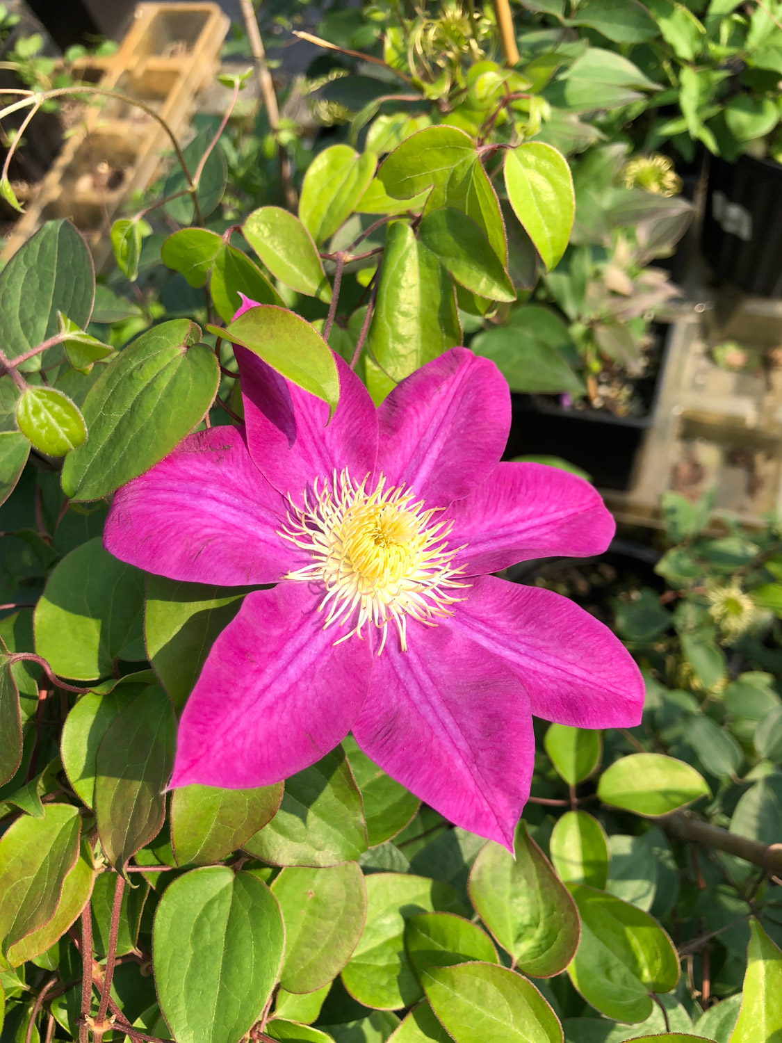 Clematis