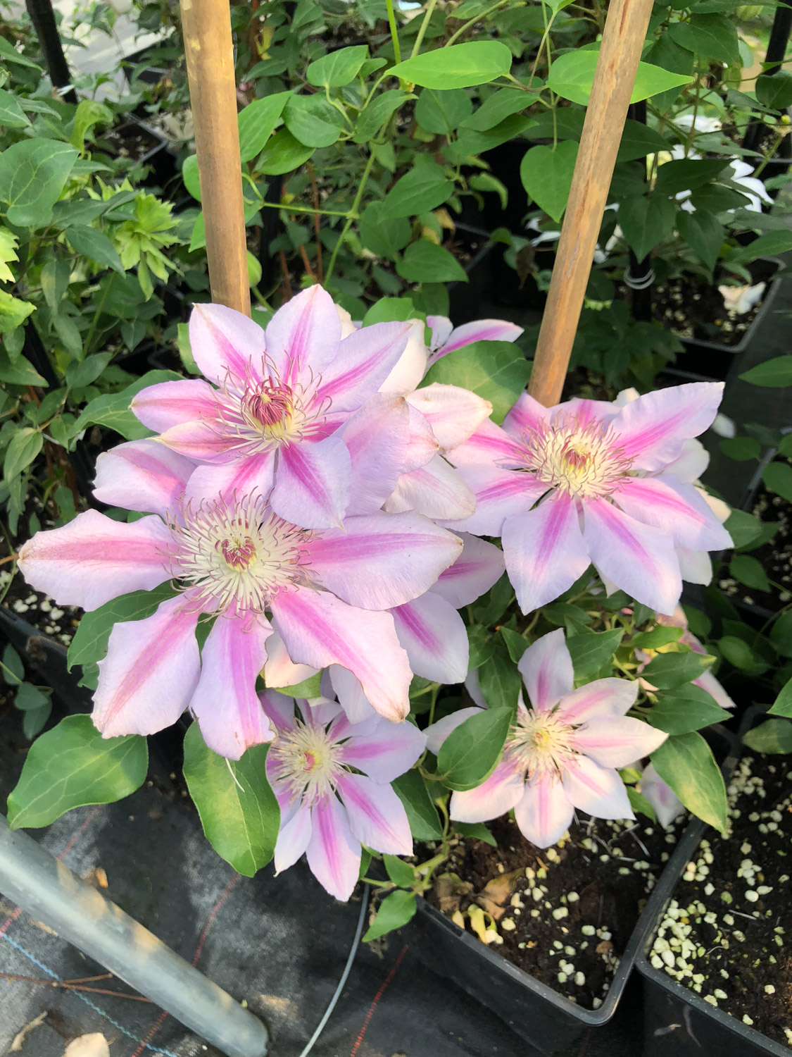 Clematis