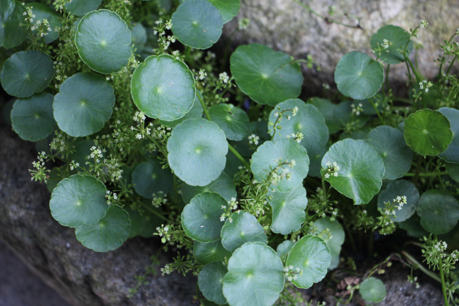 HYDROCOTYLE