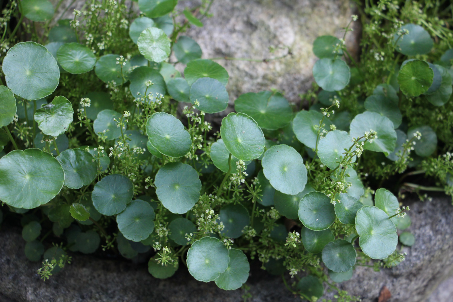 HYDROCOTYLE