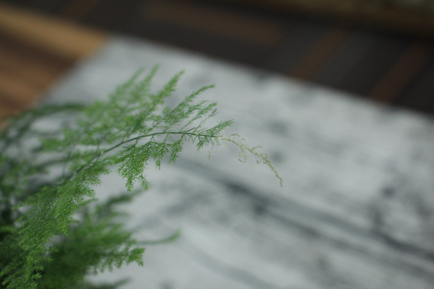 asparagus fern