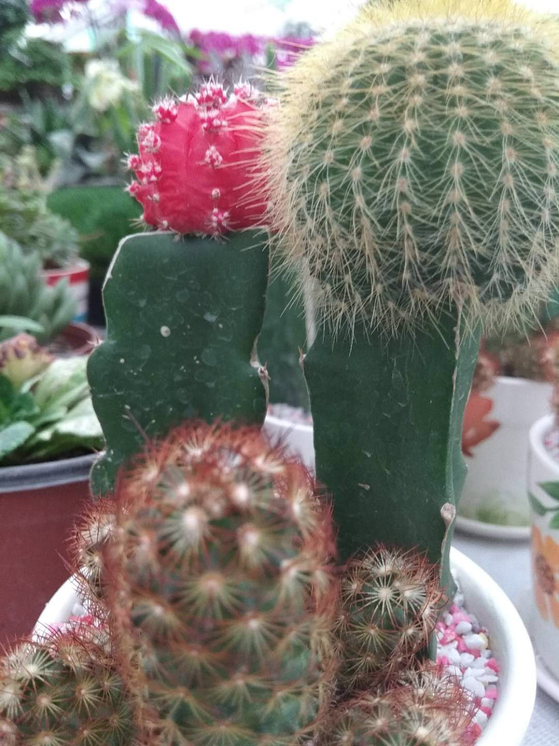 cactus