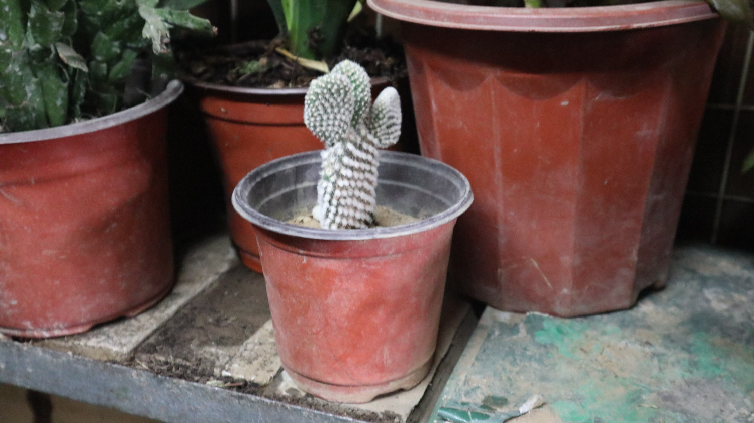 cactus