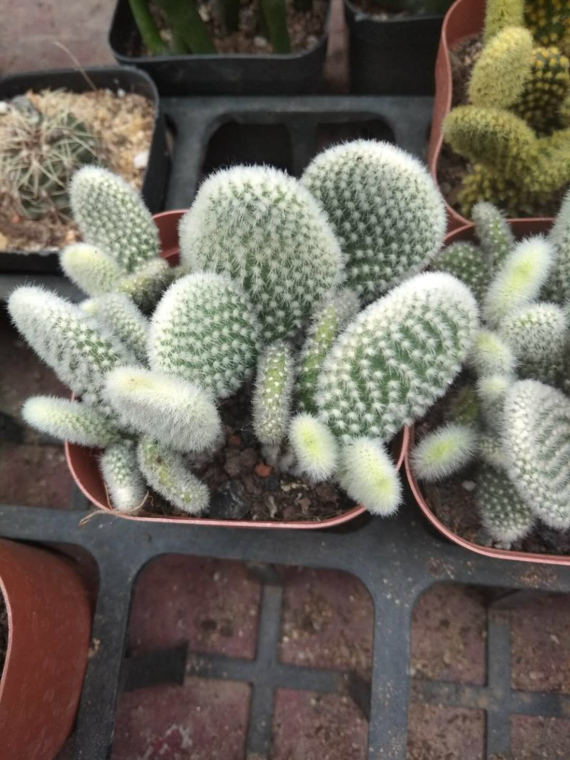 cactus