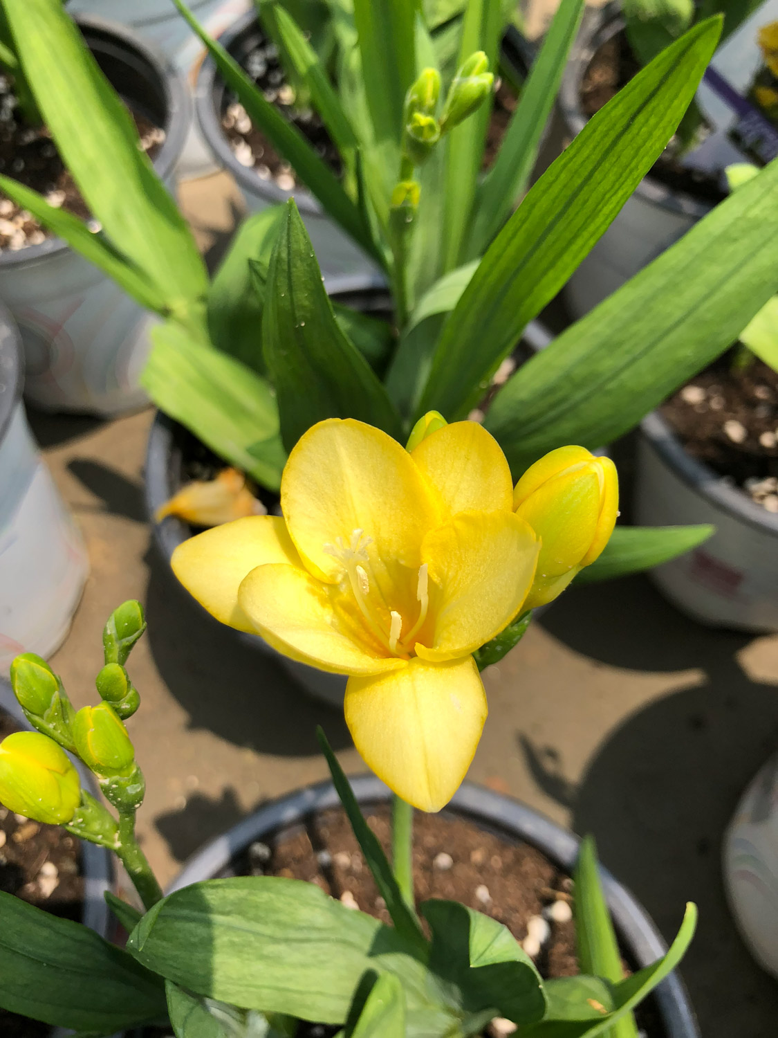 common freesia