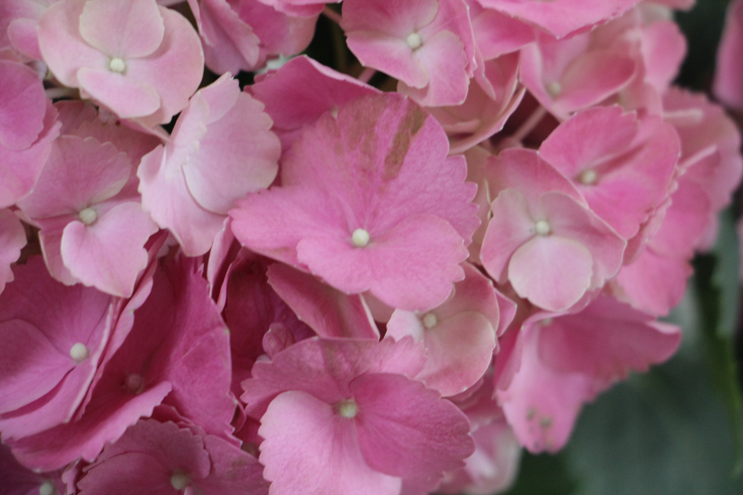 hydrangea