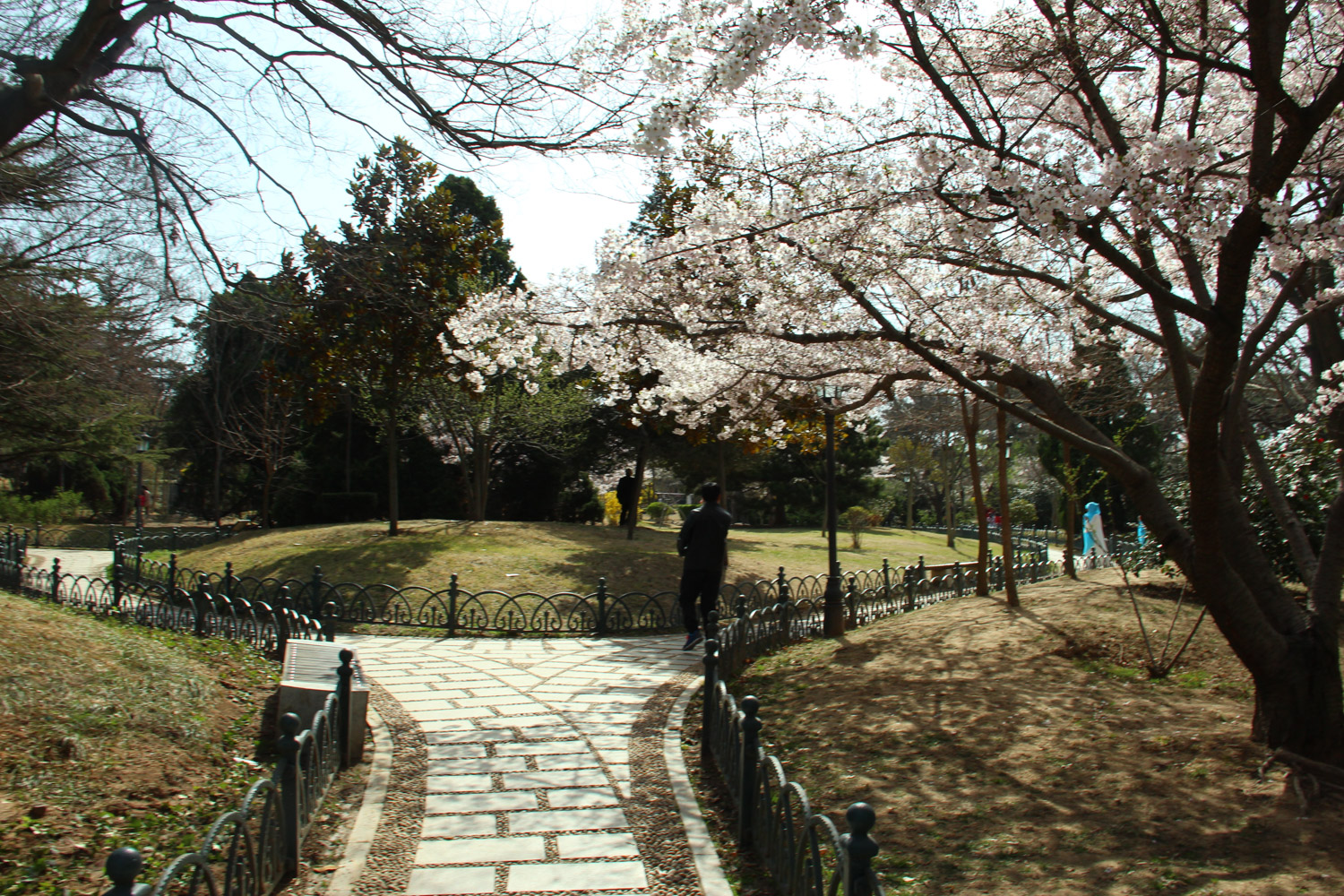 cherry blossoms