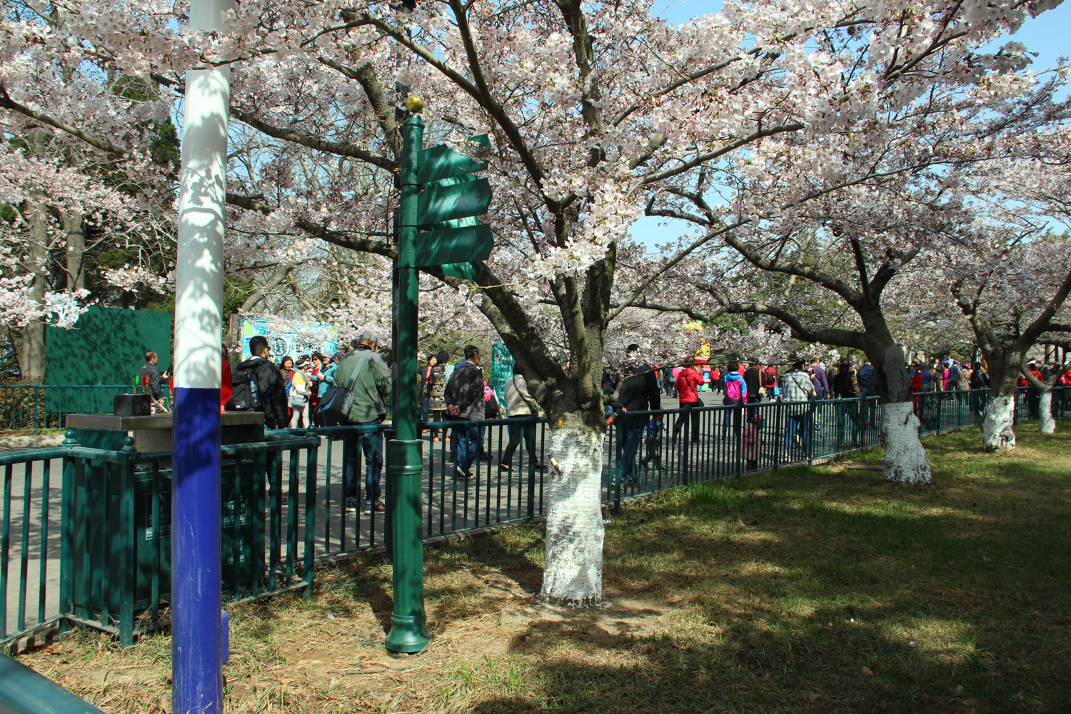 cherry blossoms