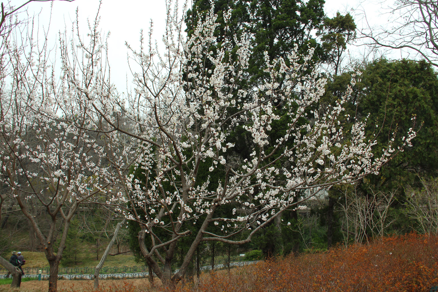 cherry blossoms