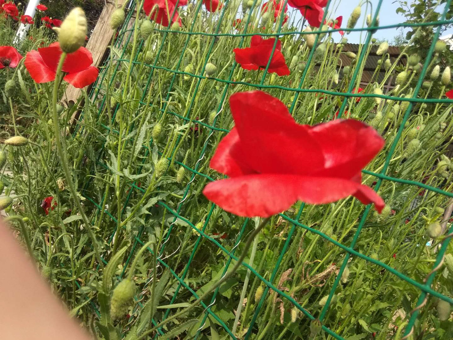 corn poppy