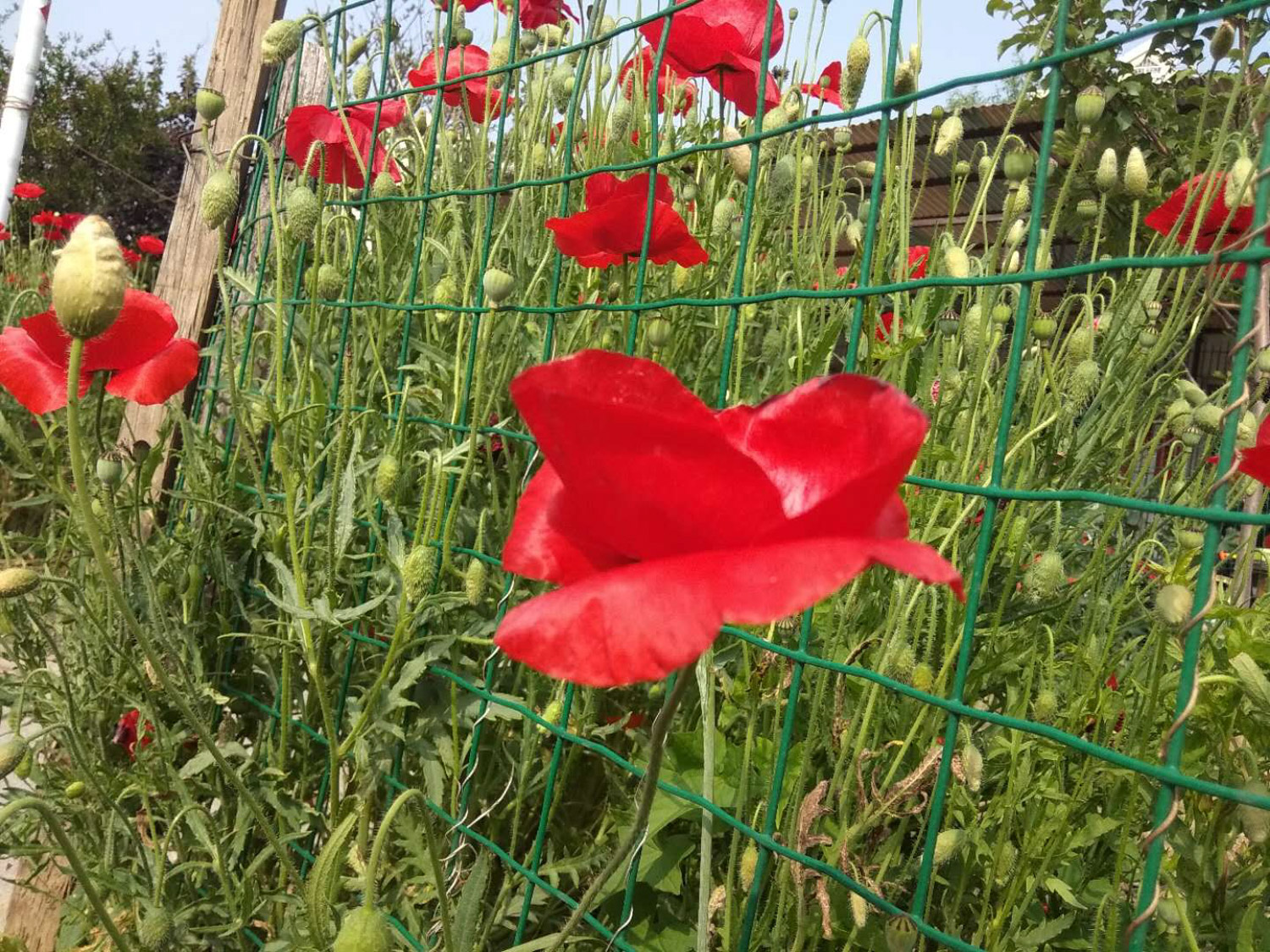 corn poppy