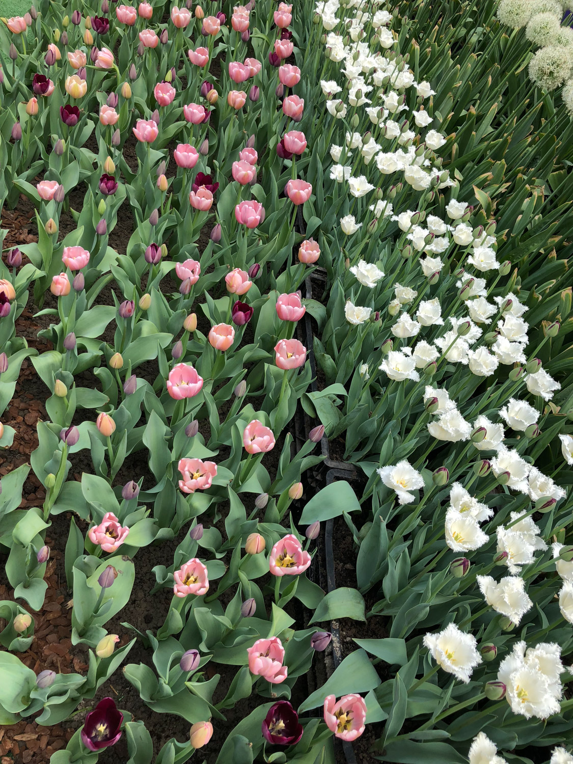 tulips