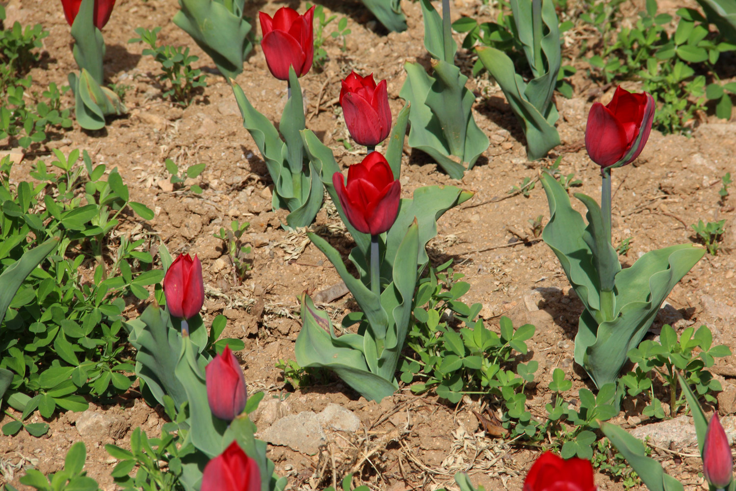 tulips