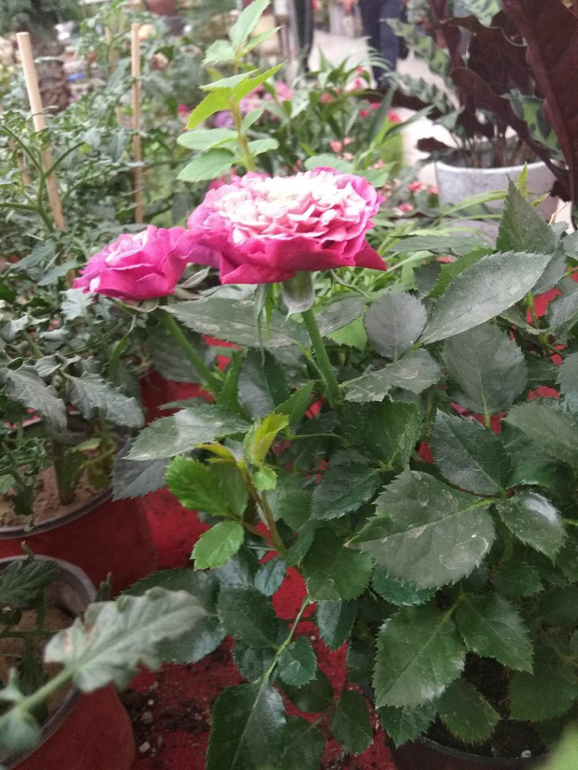 chinese rose